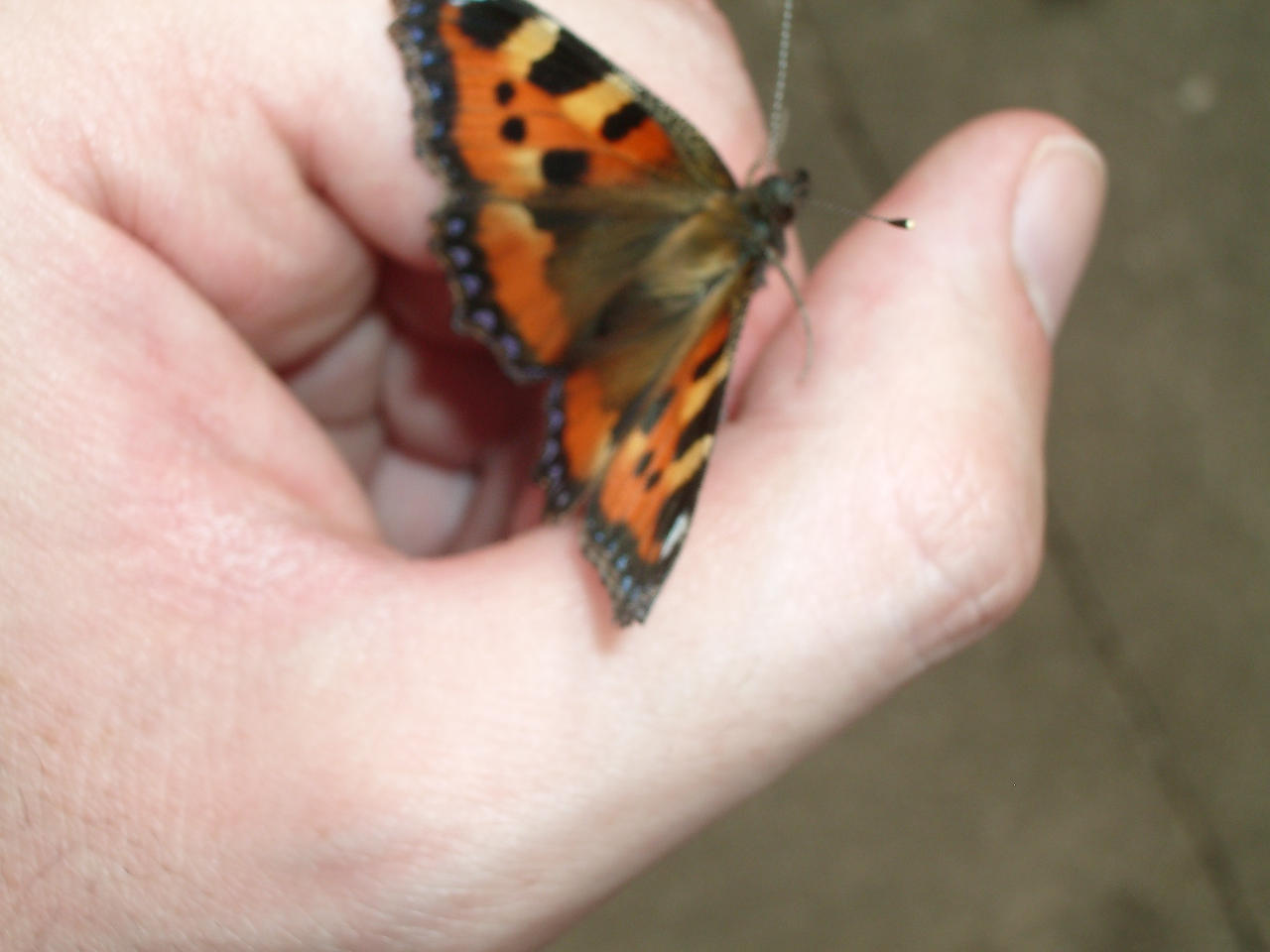 Aglais urticae 2.jpg