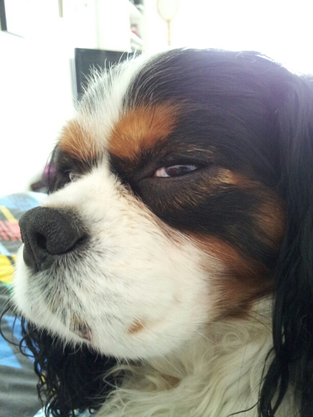 Dog glare.jpg