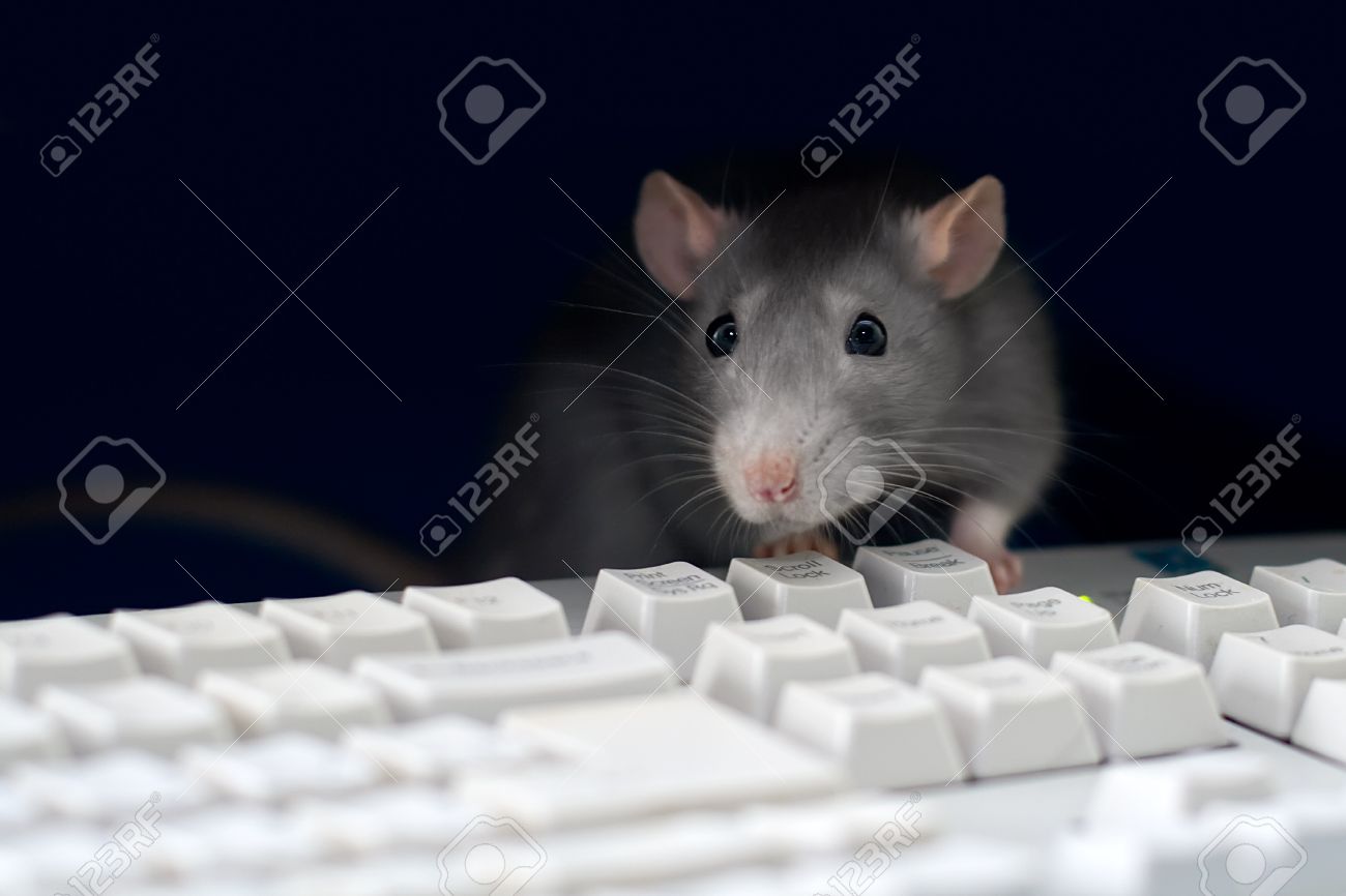 9823137-gray-rat-at-the-computer-on-the-keyboard-rat-hamster.jpg