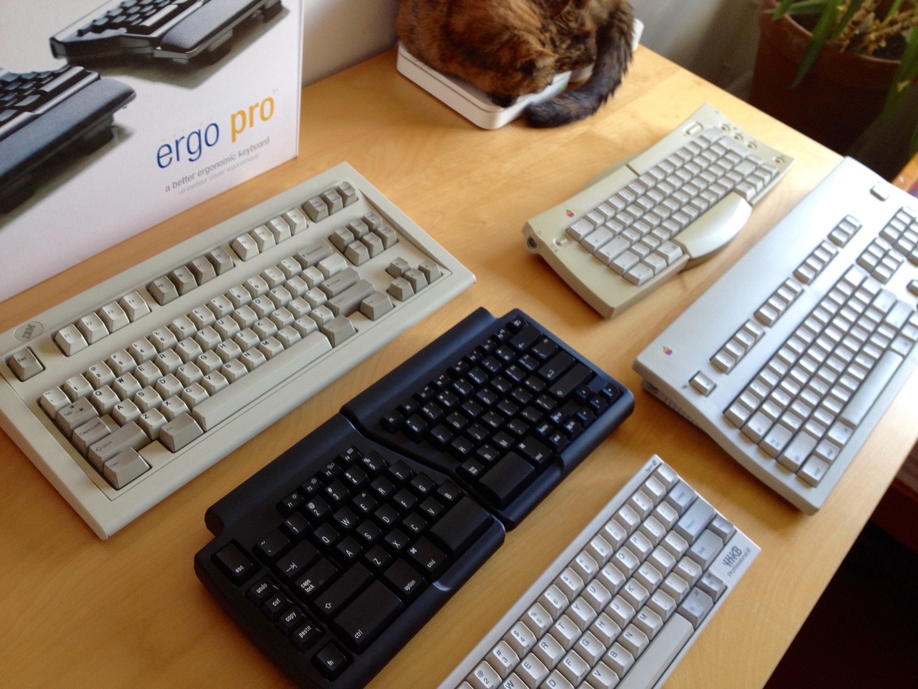 Keyboard Selection + Cat.jpg