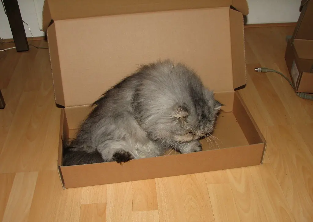 boxcat.jpg