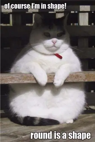 c3dac86410a968540801fc5a3e341f52--fat-cat-meme-funny-cat-memes.jpg