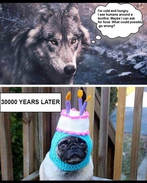 pug wolf cake hat.jpg