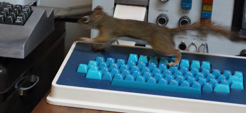 rat on keyboards.JPG