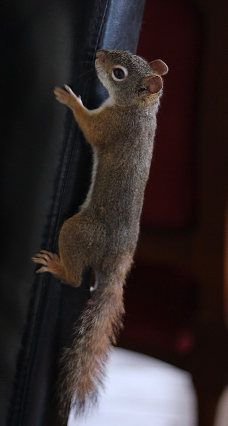 little rat on chair.jpg