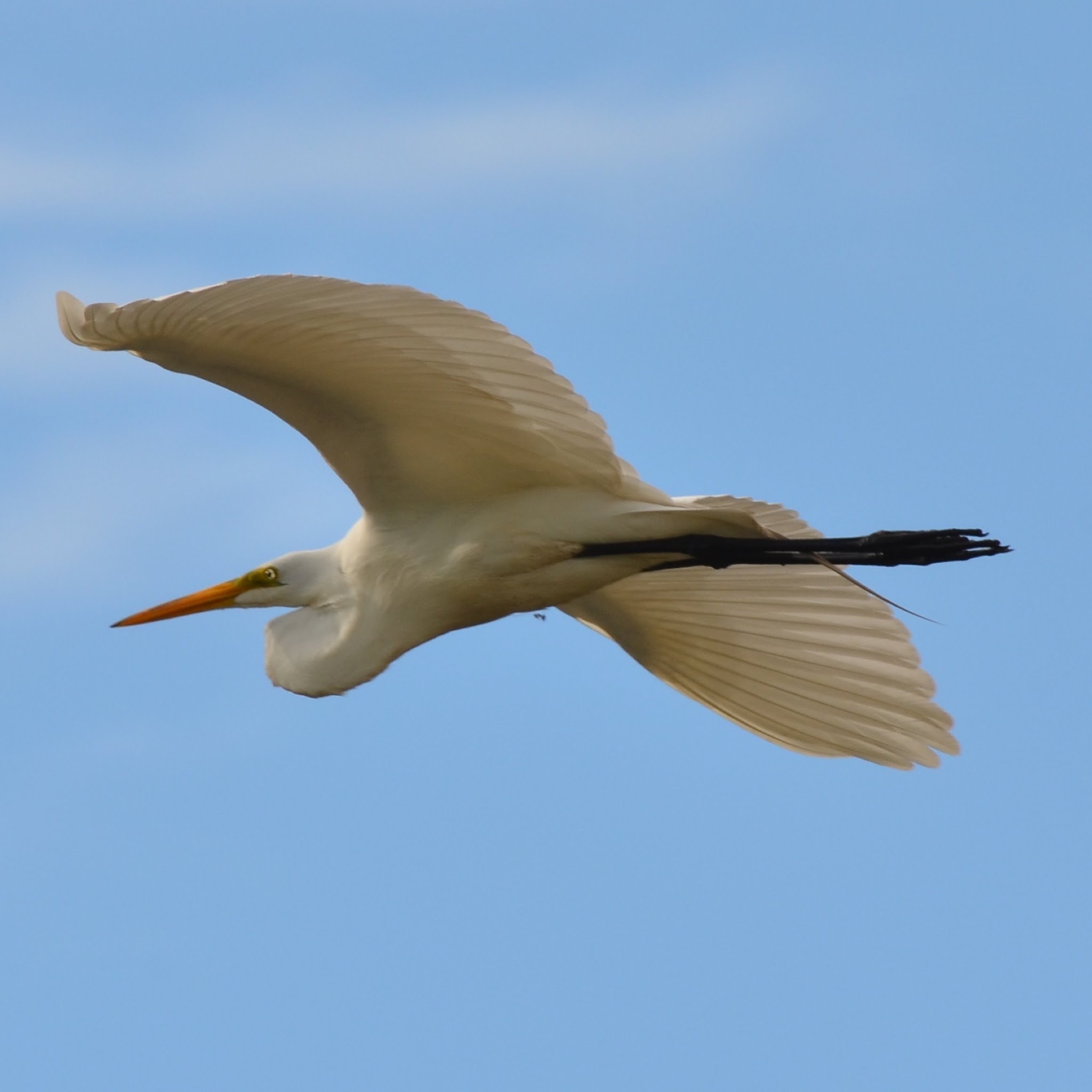 Great Egret soaring over our house.