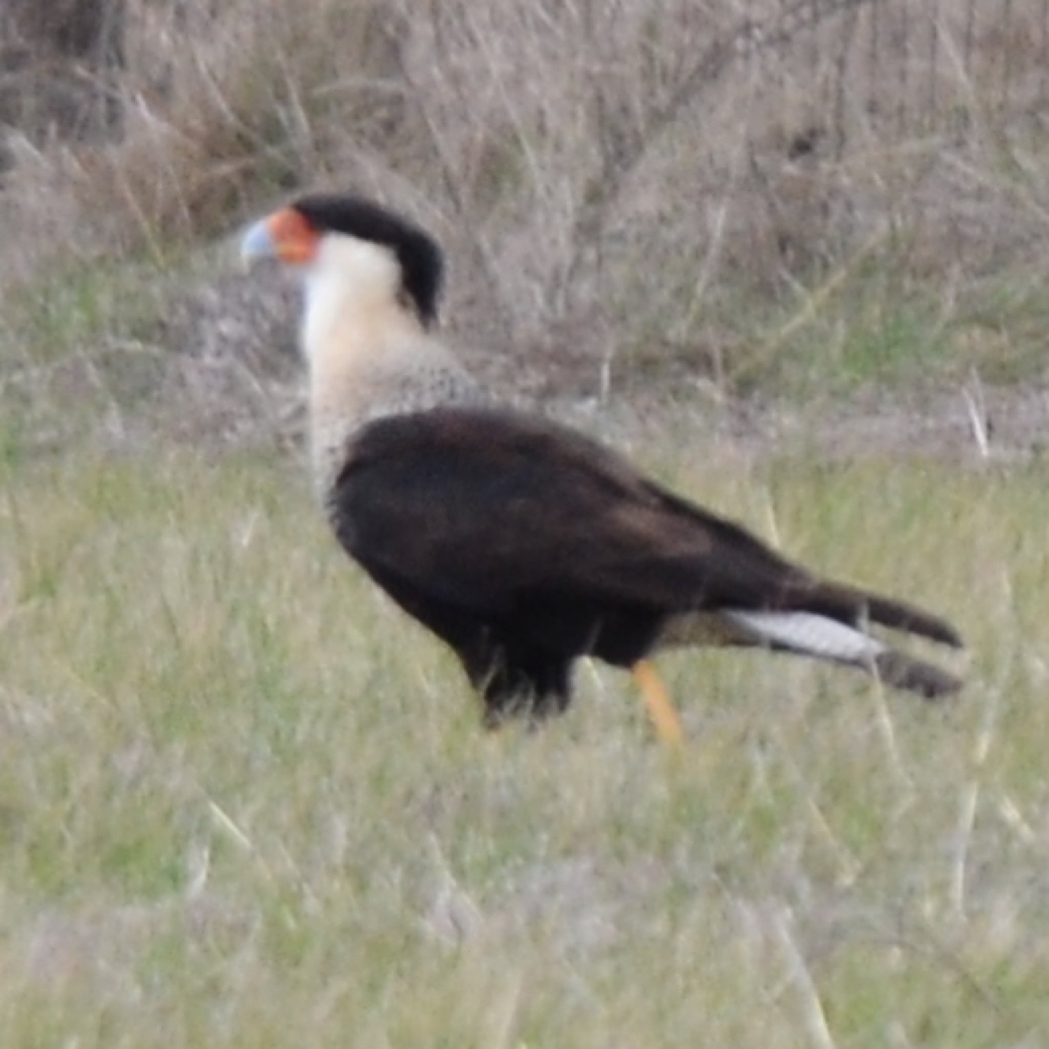 Crested Caracara. Looks like an eagle, acts like a vulture.