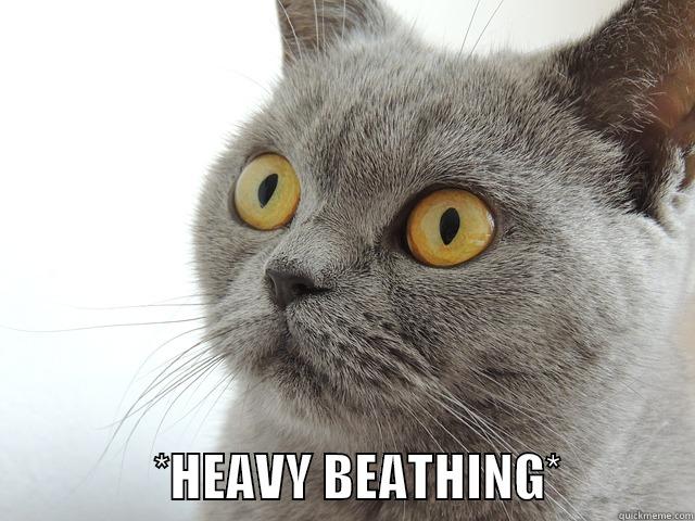 cat.jpg