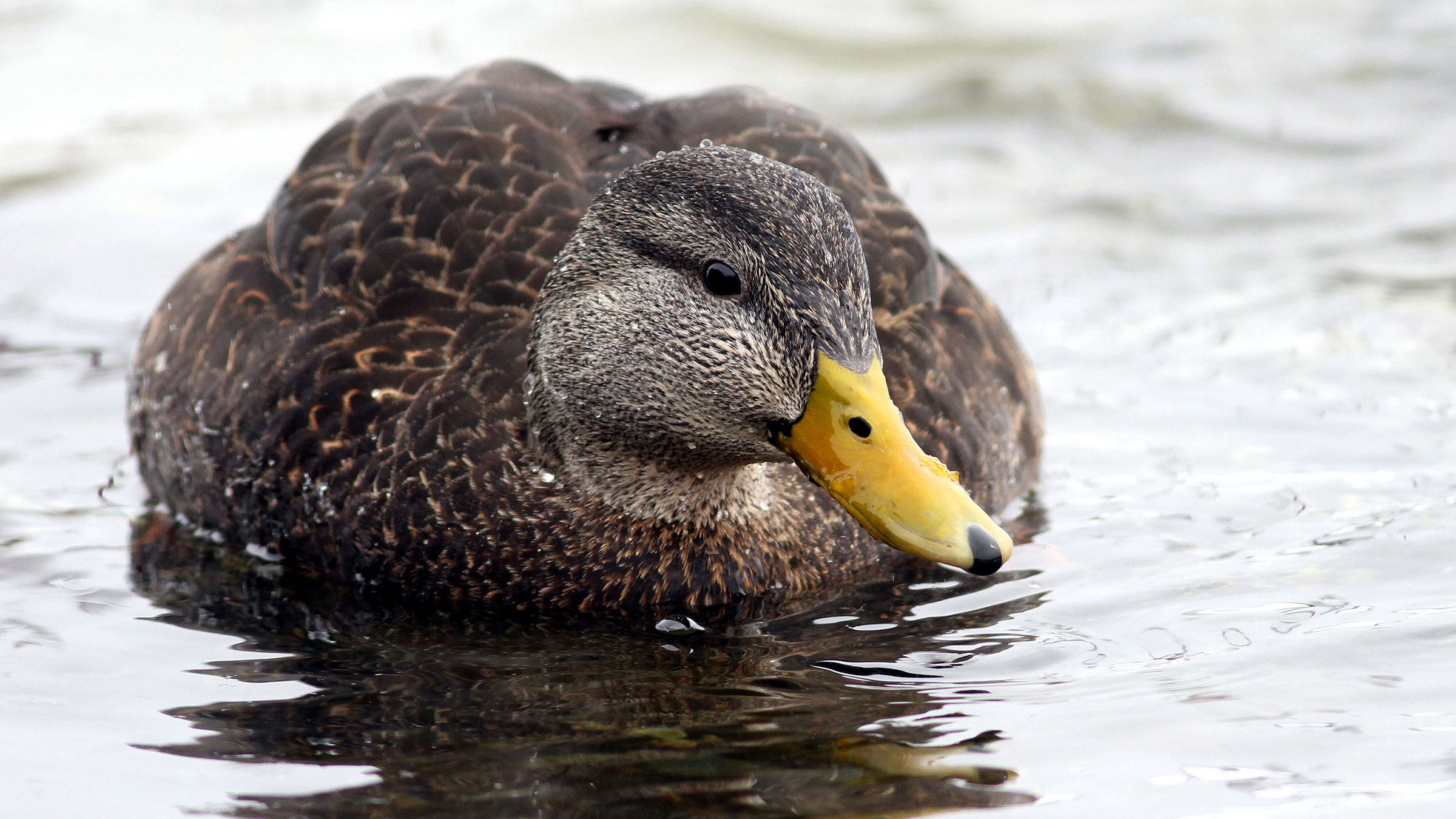 web_fyn-kynd_flickr-creative-common-by-2.0_americanblackduck_flickr-3-adult-male.jpg