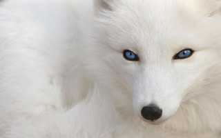 white_fox.jpg